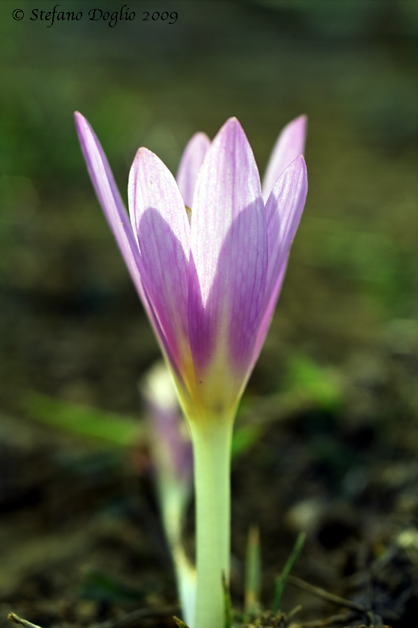 Colchicum lusitanicum